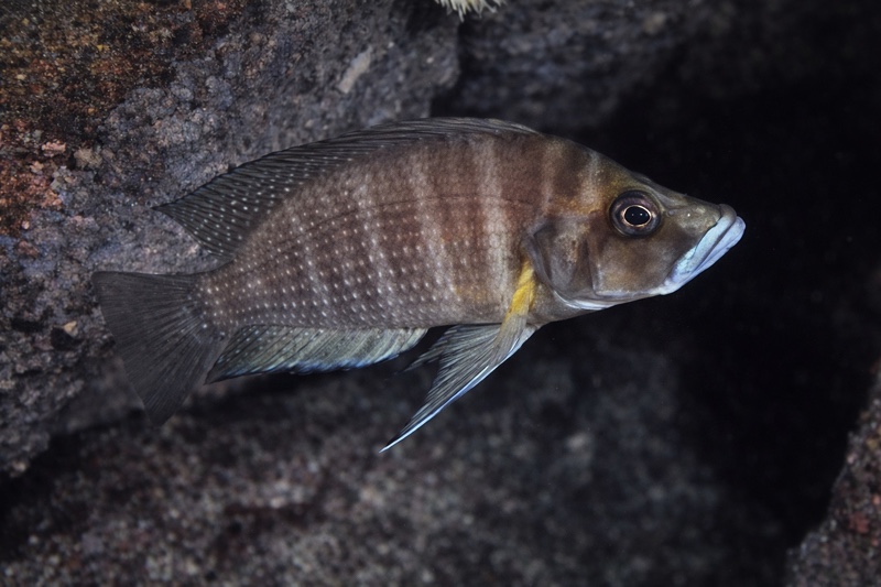 Altolamprologus compressiceps 'Molwe'